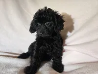 Yorkie poo, a female Yorkipoo for sale in Buffalo, NY – Photo 5 of 5