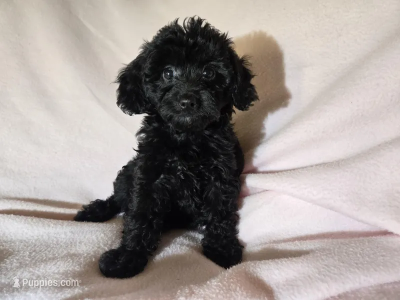 Yorkie poo – Yorkipoo puppy for sale in Buffalo, NY