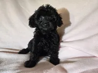 Yorkie poo, a female Yorkipoo for sale in Buffalo, NY – Photo 1 of 5