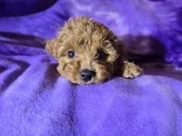 Cavapoo, a female Cavapoo for sale in Buffalo, NY – Photo 5 of 6