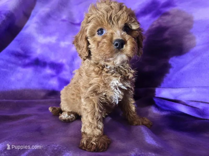 Cavapoo – Cavapoo puppy for sale in Buffalo, NY