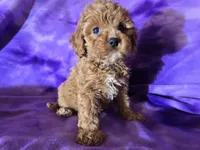 Cavapoo, a female Cavapoo for sale in Buffalo, NY – Photo 1 of 6