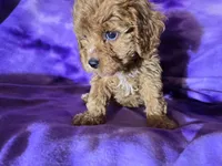 Cavapoo, a female Cavapoo for sale in Buffalo, NY – Photo 6 of 6