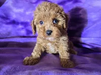 Cavapoo, a female Cavapoo for sale in Buffalo, NY – Photo 3 of 6