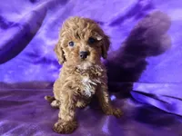 Cavapoo, a female Cavapoo for sale in Buffalo, NY – Photo 2 of 6