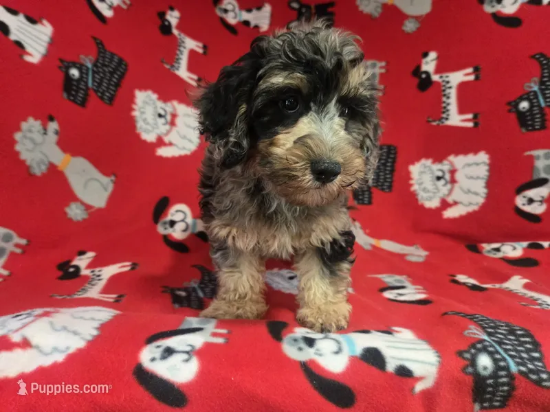 Cockapoo – Cockapoo puppy for sale in Buffalo, NY