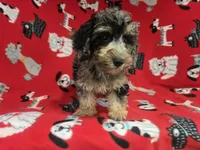Cockapoo, a male Cockapoo for sale in Buffalo, NY – 1 of 4