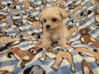 Yorkiepoo /Maltese, a male Yorkipoo and Maltese for sale in Buffalo, NY – 3 of 4