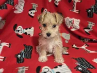 Morkie, a male Yorkshire Terrier for sale in Buffalo, NY – 4 of 4