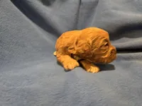 Cockapoo, a male Cockapoo for sale in Buffalo, NY – Photo 3 of 6