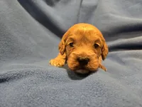 Cockapoo, a male Cockapoo for sale in Buffalo, NY – Photo 4 of 6