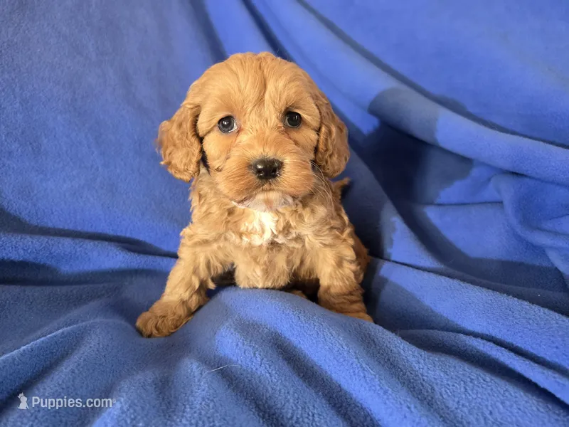 Cockapoo – Cockapoo puppy for sale in Buffalo, NY