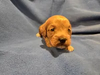 Cockapoo, a male Cockapoo for sale in Buffalo, NY – Photo 5 of 6