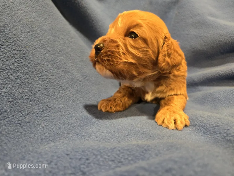 Cockapoo – Cockapoo puppy for sale in Buffalo, NY