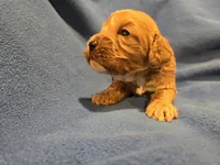 Cockapoo, a male Cockapoo for sale in Buffalo, NY – Photo 1 of 6