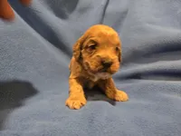 Cockapoo, a male Cockapoo for sale in Buffalo, NY – Photo 2 of 6