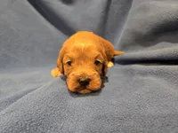 Cockapoo, a male Cockapoo for sale in Buffalo, NY – Photo 6 of 6