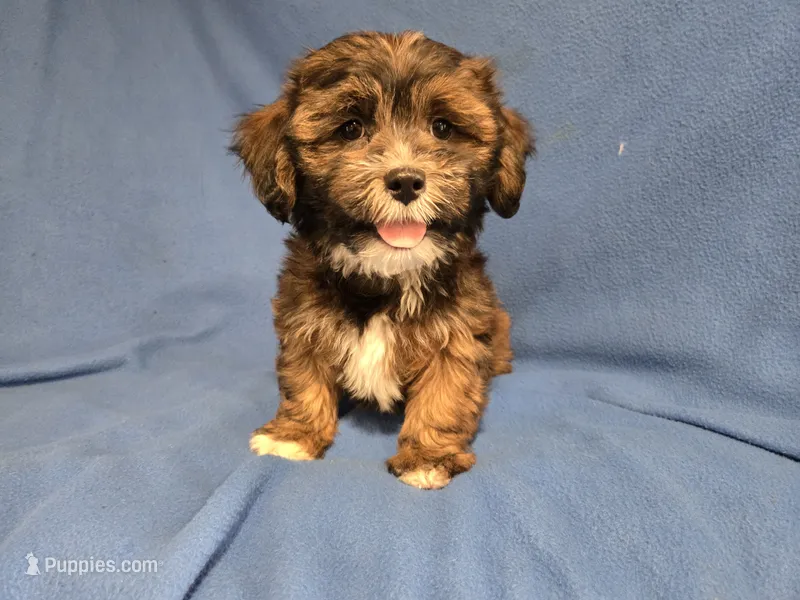 Shihpoo – Shihpoo puppy for sale in Buffalo, NY