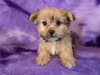 Shorkie, a female Shih Tzu and Yorkshire Terrier for sale in Buffalo, NY – Photo 1 of 5