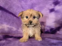 Shorkie, a female Shih Tzu and Yorkshire Terrier for sale in Buffalo, NY – Photo 3 of 5