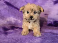 Shorkie, a female Shih Tzu and Yorkshire Terrier for sale in Buffalo, NY – Photo 5 of 5