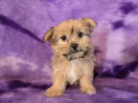 Shorkie, a female Shih Tzu and Yorkshire Terrier for sale in Buffalo, NY – Photo 4 of 5