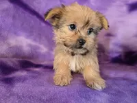 Shorkie, a female Shih Tzu and Yorkshire Terrier for sale in Buffalo, NY – Photo 2 of 5