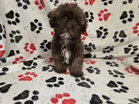 Shihpoo , a male Shihpoo for sale in Buffalo, NY – 1 of 5