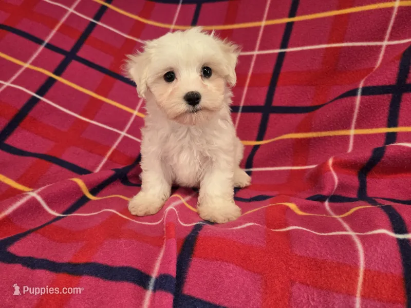 Maltese  – Maltese puppy for sale in Buffalo, NY