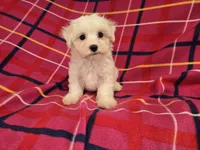 Maltese , a female Maltese for sale in Buffalo, NY – 1 of 4
