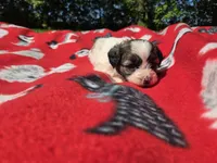 Bichon /Shih tzu , a male Bichon Frise and Shih Tzu for sale in Buffalo, NY – 2 of 4