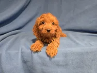 Cockapoo, a male Cockapoo for sale in Buffalo, NY – 4 of 5