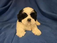 Shihtzu /Maltese mix, a male Maltese and Shih Tzu for sale in Buffalo, NY – 2 of 4