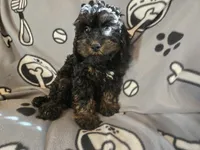 Cockapoo, a male Cocker Spaniel and Poodle - Miniature  for sale in Buffalo, NY – Photo 4 of 4
