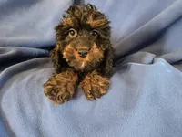Cockapoo, a male Cocker Spaniel and Poodle - Miniature  for sale in Buffalo, NY – Photo 2 of 5
