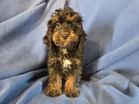 Cockapoo, a male Cocker Spaniel and Poodle - Miniature  for sale in Buffalo, NY – Photo 5 of 5
