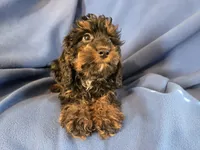 Cockapoo, a male Cocker Spaniel and Poodle - Miniature  for sale in Buffalo, NY – Photo 4 of 5