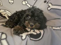 Cockapoo, a male Cocker Spaniel and Poodle - Miniature  for sale in Buffalo, NY – Photo 3 of 4
