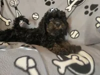 Cockapoo, a male Cocker Spaniel and Poodle - Miniature  for sale in Buffalo, NY – Photo 2 of 4