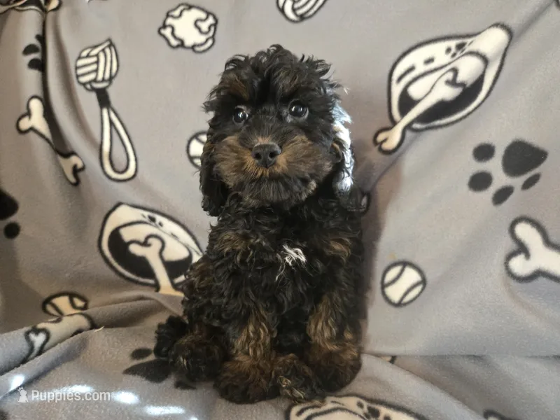 Cockapoo – Cocker Spaniel, Poodle - Miniature  puppy for sale in Buffalo, NY