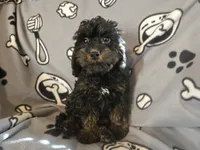 Cockapoo, a male Cocker Spaniel and Poodle - Miniature  for sale in Buffalo, NY – Photo 1 of 4