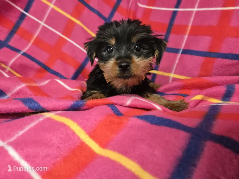 Yorkie Terrier – Yorkshire Terrier puppy for sale in Buffalo, NY