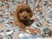Cavapoo, a male Cavapoo for sale in Buffalo, NY – 3 of 4