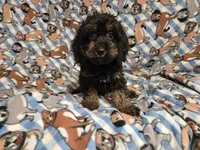 Cockapoo, a male Cockapoo for sale in Buffalo, NY – 2 of 4