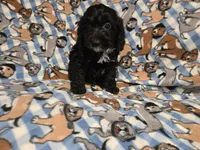 Cockapoo, a male Cockapoo for sale in Buffalo, NY – 4 of 4