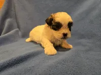 Shihtzu /Bichon, a male Bichon Frise and Shih Tzu for sale in Buffalo, NY – 4 of 4