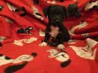 Chihuahua /Maltese, a male Chihuahua and Maltese for sale in Buffalo, NY – 5 of 5