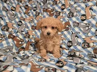 Bichon /Poodle, a male Bichon Frise and Poodle - Miniature  for sale in Buffalo, NY – 4 of 4