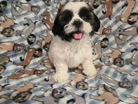 Shihtzu /Maltese mix, a male Maltese and Shih Tzu for sale in Buffalo, NY – 2 of 4