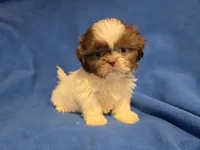 Shihtzu , a male Shih Tzu for sale in Buffalo, NY – 2 of 4